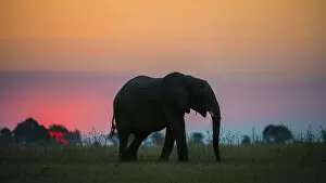 Images Dated 15th May 2013: African elephant (Loxodonta africana) silhouetted against the sunset, Chobe National Park