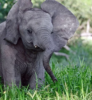 Elephants Gallery: African elephant (Loxodonta africana) juvenile flapping ears, Okavango Delta, Botswana