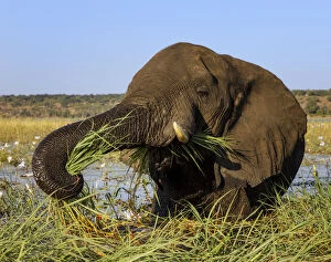 African Elephant Gallery: African elephant (Loxodonta africana) feeding on grasses, Chobe River, Chobe National Park