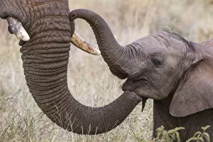 African elephant (Loxodonta africana) calf and adult trunk, Zimanga game reserve, KwaZulu-Natal