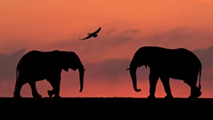 2020 February Highlights Gallery: African elephant (Loxodonta africana) two silhouetted at sunset with goose flying overhead