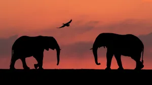 2020 February Highlights Gallery: African elephant (Loxodonta africana) two silhouetted at sunset with goose flying overhead