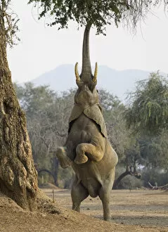Images Dated 21st January 2020: African elephant (Loxodonta africana) reaching up for foliage, Mana Pools National Park
