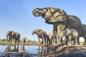 African Elephant Gallery: African elephant (Loxodonta africana) herd drinking at a waterhole