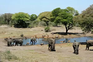 Loxodonta Africana Gallery: African elephant (Loxodonta africana) and Nyala (Tragelaphus angasii) at waterhole