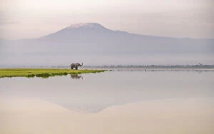 Calm Coasts Collection: African elephant (Loxodonta africana) with Mount Kilimajaro in the background