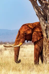 Dust Prints: African elephant (Loxodonta africana)