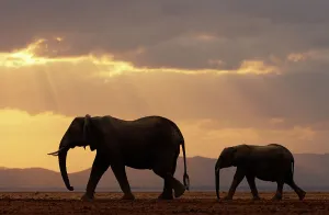 Follow Prints: African elephant (Loxodonta africana)