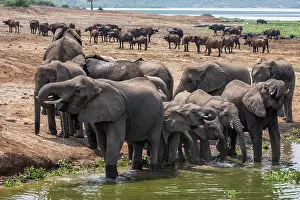 Riverbank Prints: African elephant (Loxodonta africana) herd drinking at riverbank with herd of Cape buffalo (Syncerus caffer caffer)