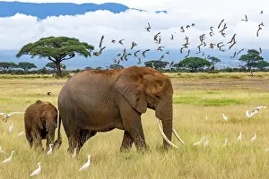 Savanna Prints: African elephant (Loxodonta africana) female and calf walking on the savanna surrounded by Cattle egrets (Bubulcus ibis)