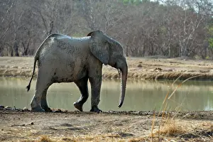 West Africa Prints: African elephant (Loxodonta africana) approaching waterhole