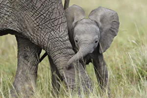 African Elephant (Loxodonta africana) baby playing with its mother. Masai-Mara Game Reserve, Kenya