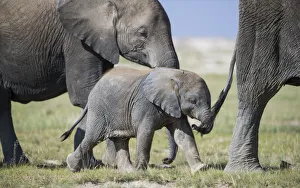 African elephant (Loxodonta africana) baby trying to grab the tail of adult, Amboseli National Park