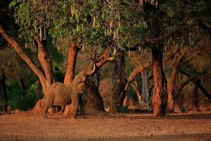 Bulls Prints: African elephant (Loxodonta africana) bull