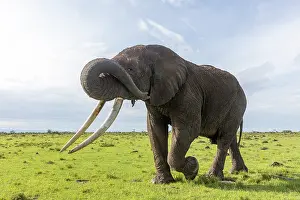 Bulls Prints: African elephant (Loxodonta africana) bull