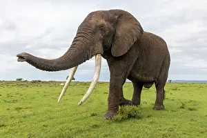 Bulls Prints: African elephant (Loxodonta africana) bull