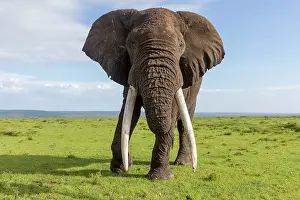 Bulls Prints: African elephant (Loxodonta africana) bull