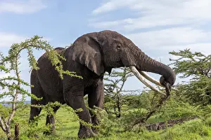 Bulls Prints: African elephant (Loxodonta africana) bull