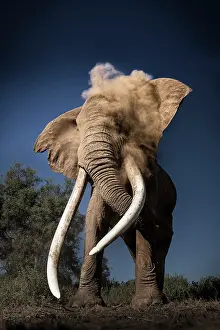 Bulls Prints: African elephant (Loxodonta africana) bull