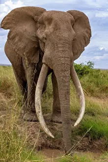 Bulls Prints: African elephant (Loxodonta africana) bull