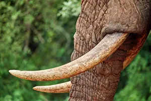 Bulls Prints: African elephant (Loxodonta africana) bull