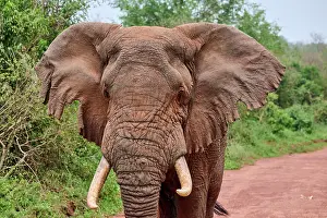 Bulls Prints: African elephant (Loxodonta africana) bull