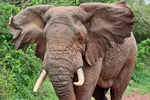 Bulls Prints: African elephant (Loxodonta africana) bull