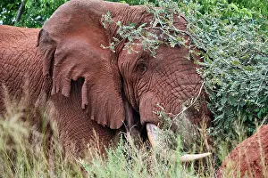 Bulls Prints: African elephant (Loxodonta africana) bull with damaged ears standing in bushland