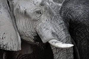 Skin Prints: African elephant (Loxodonta africana) bull with dried mud covering skin