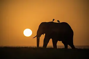 Bulls Prints: African elephant (Loxodonta africana) bull silhouetted in front of the setting sun