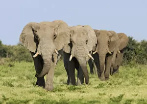 African elephant {Loxodonta africana} bulls walking in line, Etosha national park