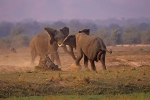 African Elephant (Loxodonta africana) bulls in dominance fight, Mono Pools national Park