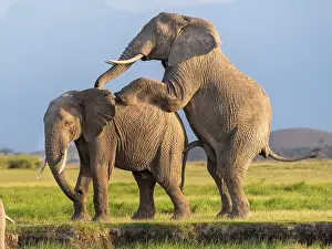 Bulls Prints: Two African elephant (Loxodonta africana) bulls imitating mating while socialising