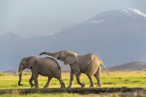 Tanzania Prints: Two African elephant (Loxodonta africana) bulls socialising with Mount Kilimanjaro behind