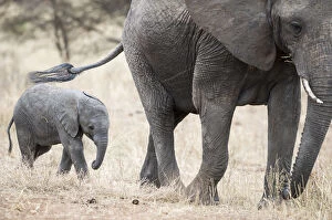 African elephant (Loxodonta africana) and calf, Tarangire National Park, Tanzania