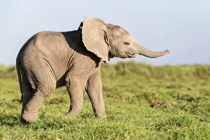 African elephant (Loxodonta africana) calf, portrait, Amboseli National Park, Kenya. Endangered
