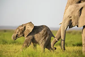Savanna Prints: African elephant (Loxodonta africana) calf running over grassland close to its mother