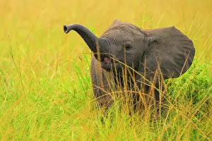 Elephant Trunk Prints: African elephant (Loxodonta africana) calf sniffing the air with raised trunk