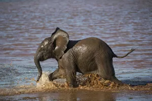 African Elephants Gallery: African elephant (Loxodonta africana) calf in water, Zimanga game reserve, KwaZulu-Natal