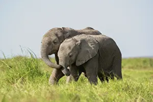 Social Behaviour Prints: Two African elephant (Loxodonta africana) calves playing