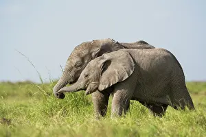 Social Behaviour Prints: Two African elephant (Loxodonta africana) calves playing