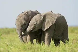 Social Behaviour Prints: Two African elephant (Loxodonta africana) calves playing