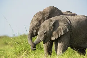Social Behaviour Prints: Two African elephant (Loxodonta africana) calves playing