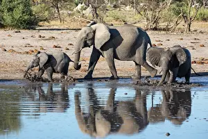 African elephant (Loxodonta africana) and two calves walking along river, Okavango Delta, Botswana. Endangered