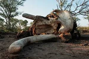 Skull Prints: African elephant (Loxodonta africana) carcass