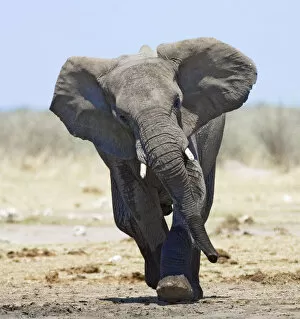 African Elephants Collection: African elephant {Loxodonta africana} charging, Etosha national park, Namibia