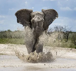 African elephant (Loxodonta africana) charging through water Etosha National Park, Namibia
