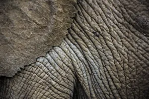 African Elephant Prints: African elephant (Loxodonta africana) close up of skin and ear, Ol Donyo Kenya