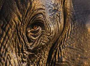 African elephant {Loxodonta africana} close-up of eye, Chobe national park, Botswana
