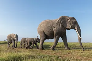 Siblings Prints: African elephant (Loxodonta africana) cow
